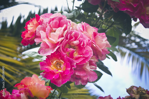 bunch of roses outdoors