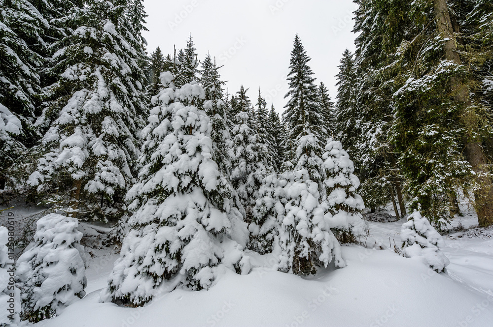 Obraz premium Snow covered spruce forest with light snowfall.