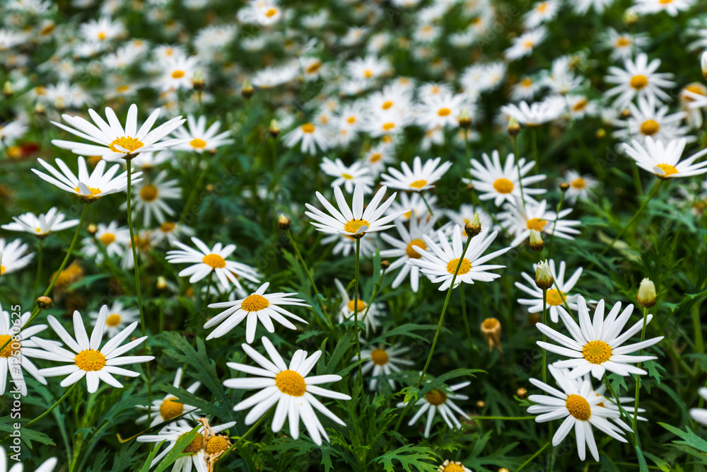 Chamomile flowers - floral background Chamomile flowers - floral background