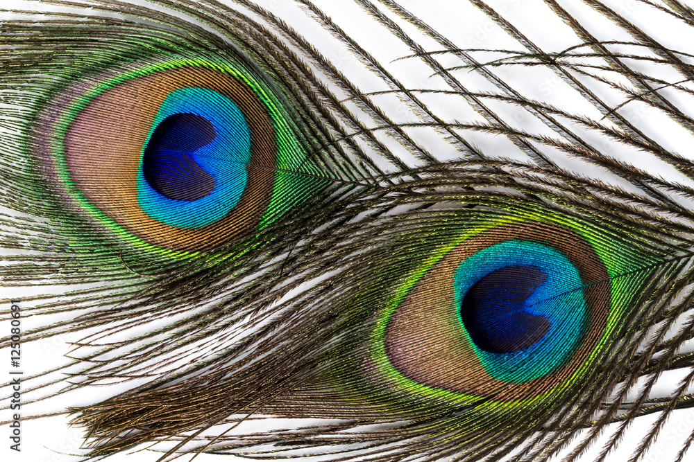 Fototapeta premium Peacock feather