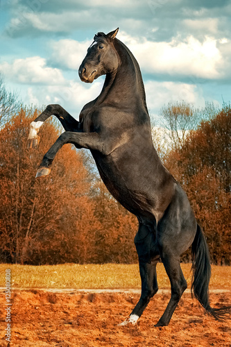 Black horse reared up on hind legs