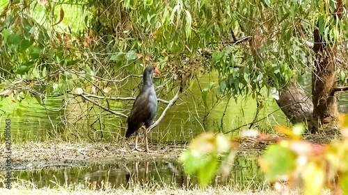 Purple swamphen foraging for food in Australian wetlands near eucalyptus tree, slow motion 30p