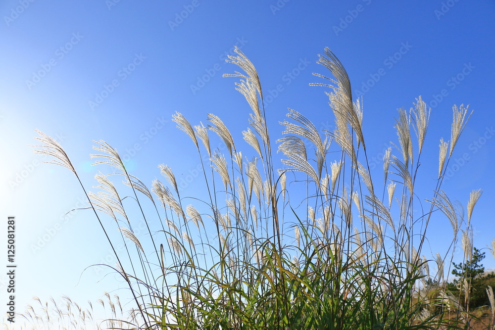 Japanese silver grass Japanese silver grass