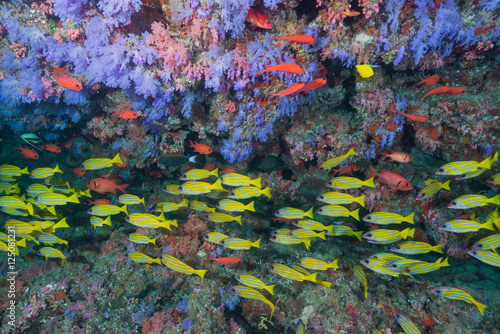 School of Bluelined Snapper