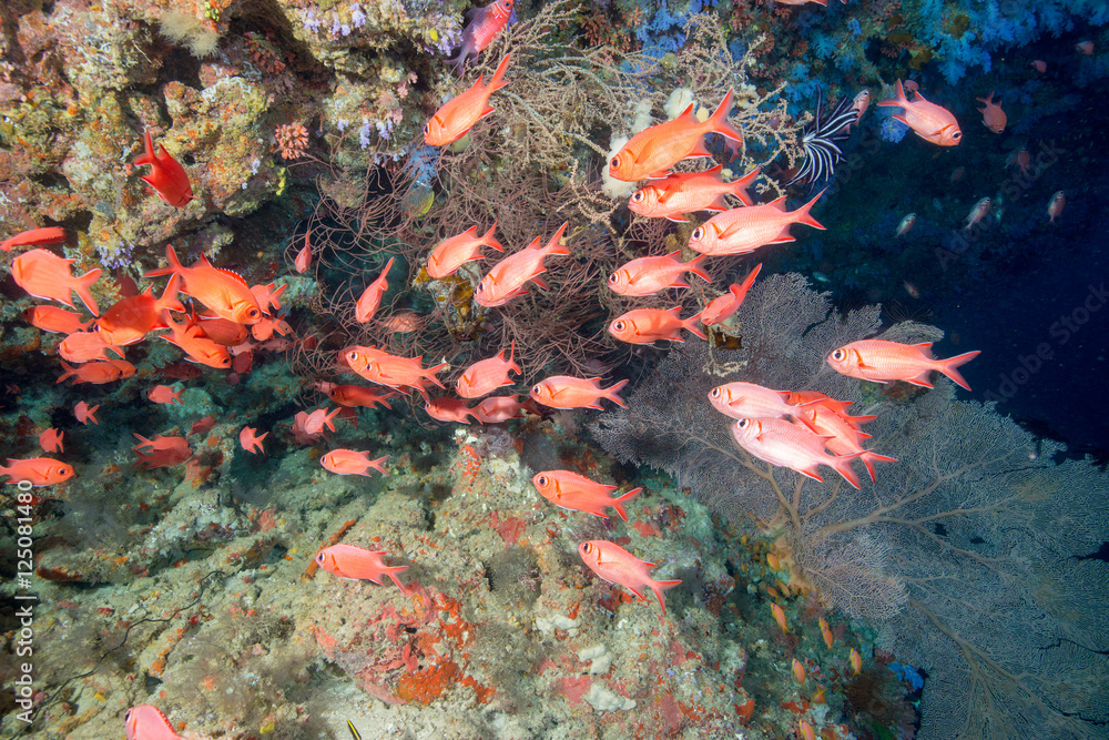 Obraz premium School of Blotcheye soldierfish