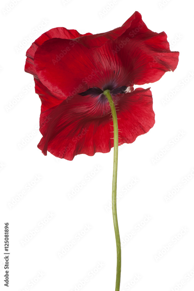 Naklejka premium poppy