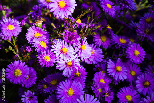 Aster flowers bloom in the garden. Selective focus.