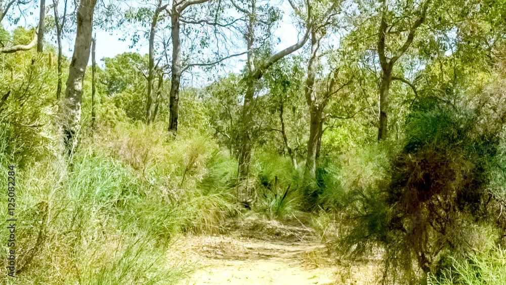 Scenic natural Australian forest land with eucalyptus trees and tall shrubs, HD 60p Scenic natural Australian forest land with eucalyptus trees and tall shrubs, HD 60p