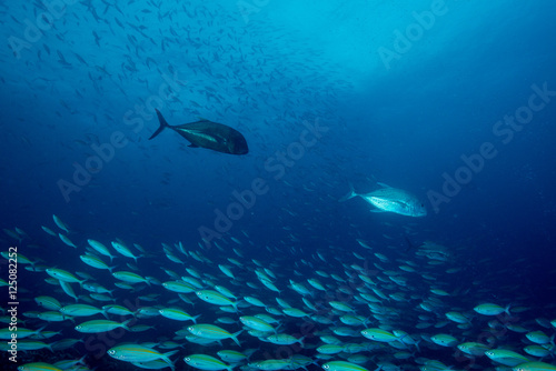 Giant trevally make an attack on Bartail fusilier