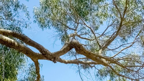 Beautiful eucalyptus tree branches against blue sky with gently swaying leaves, HD 60p