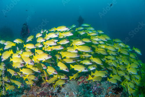School of Bluelined Snappers