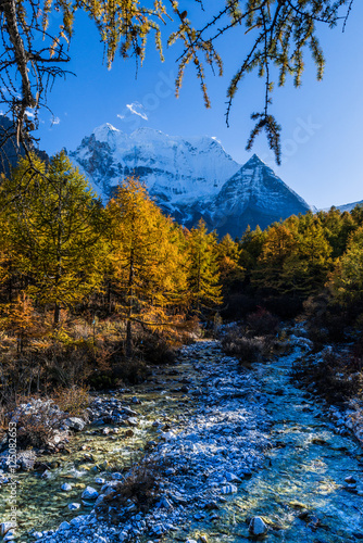 Autumn tree color with Holy Snow Mountain in Yading national reserve at Daocheng County, in the southwest of Sichuan Province, China.