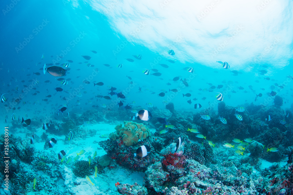 Fototapeta premium School of Fish