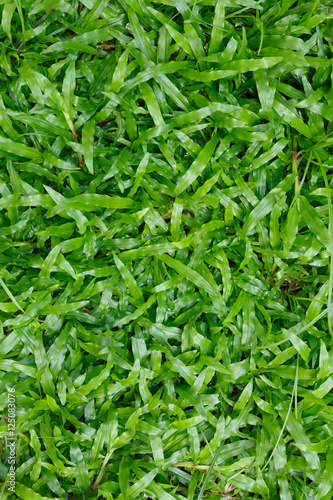 green grass turf