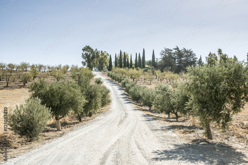 Olive trees and dirt road