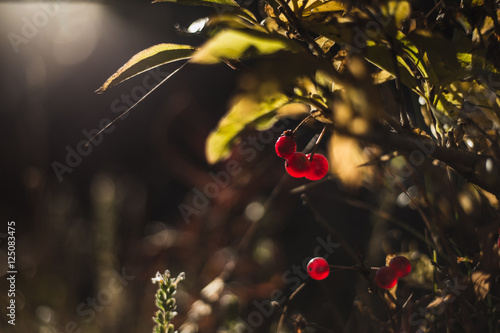 wild red berry photo