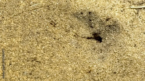 Macro of worker ants building ant hill hole in sandy ground, slow motion 36p