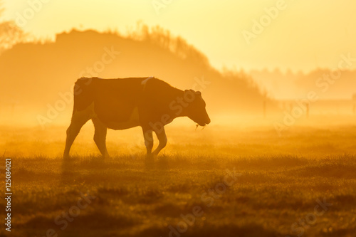 one cow on a foggy field