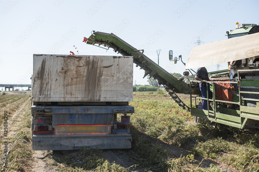 Obraz premium Harvester collects tomatoes