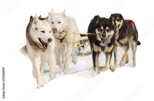 sled dogs Hasky in harness on white