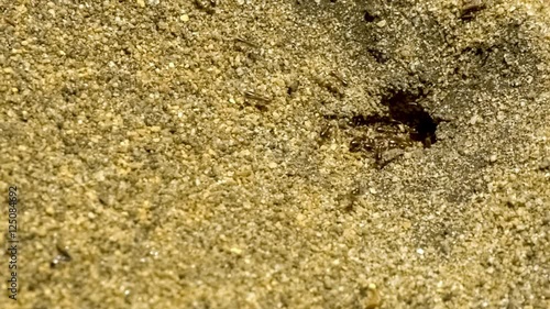Detailed close up of black ants removing grains of sand and soil to build ant hill hole, slow motion 30p