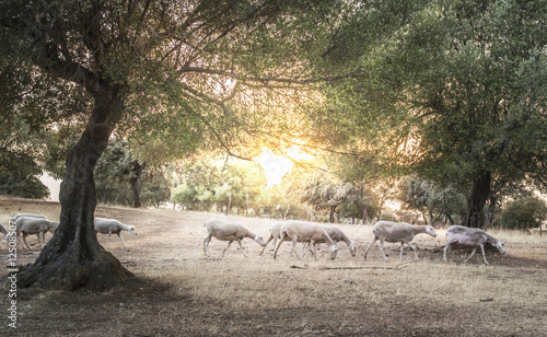 Flock of sheep at sunset