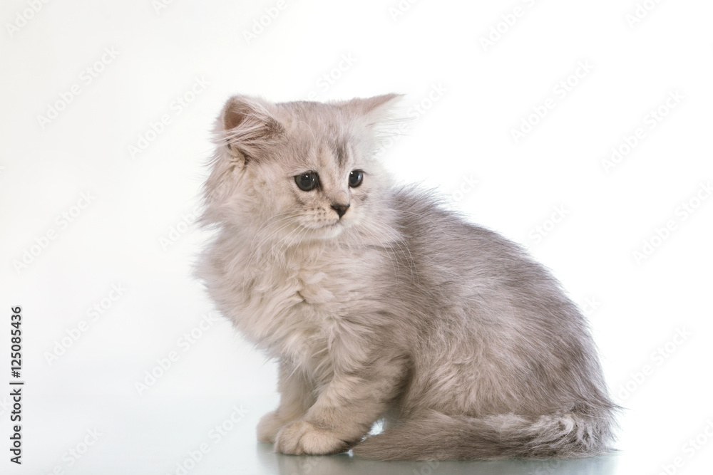 gray lop-eared amusing kitten on a white background.