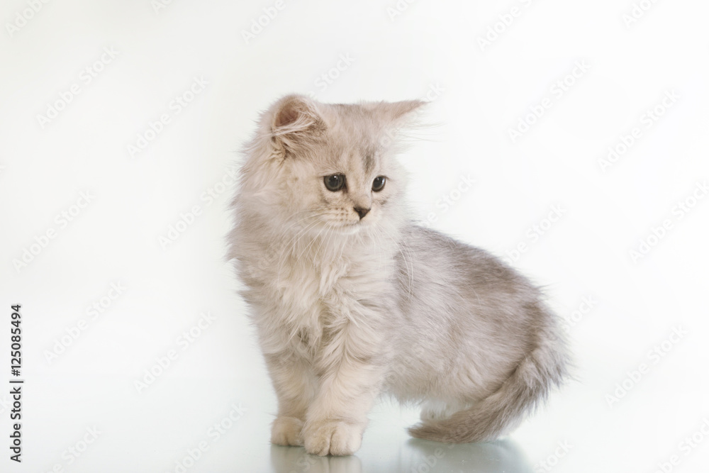 gray lop-eared amusing kitten on a white background.