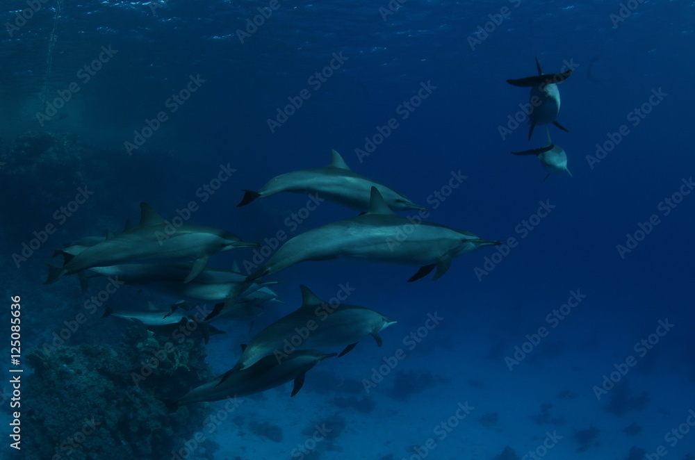 Obraz premium coral life diving Indonesia Sea Ocean