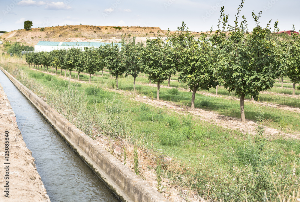 Fototapeta premium Irrigation canal and fruit trees