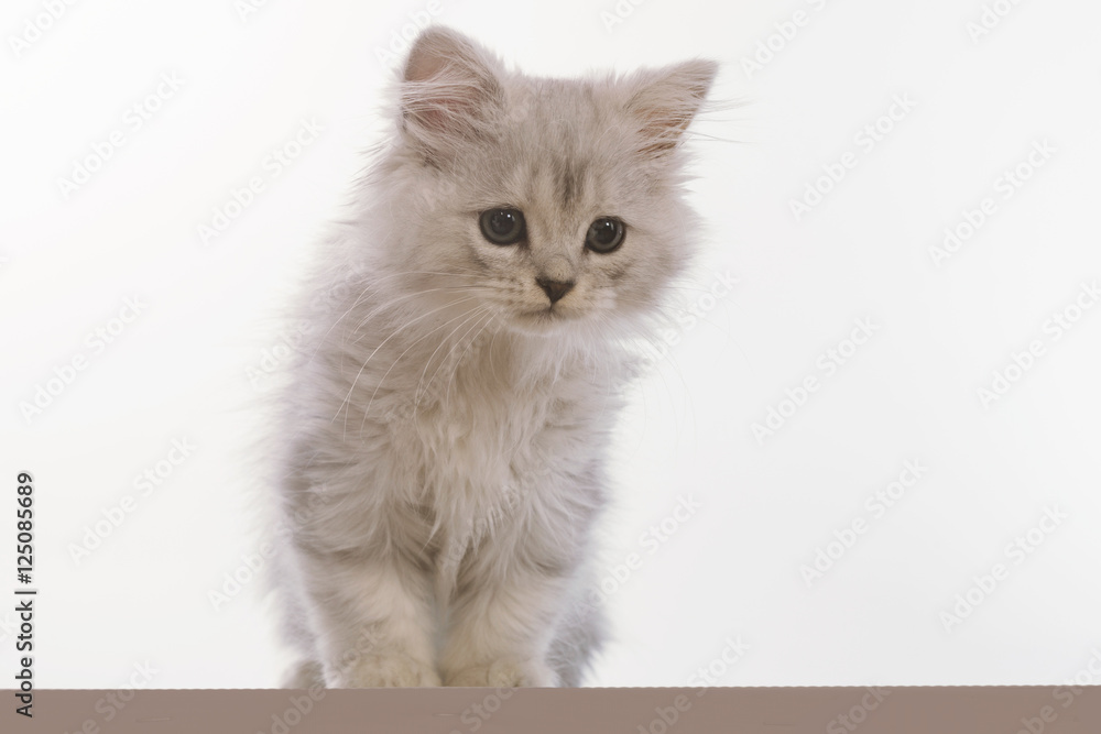 gray lop-eared amusing kitten on a white background.