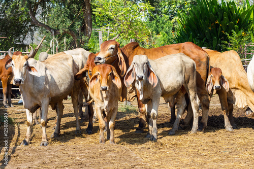 Thai cow in field with fog at local village