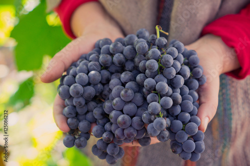 Farmers hands with freshly harvested grape. Shallow depth of field.