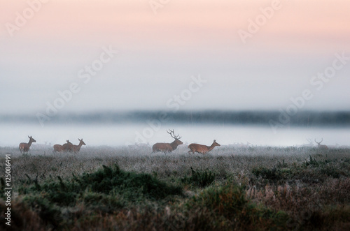 Red deer stag lures female deer. Herd of red deer run on the misty field in the morning during the rut in Belarus