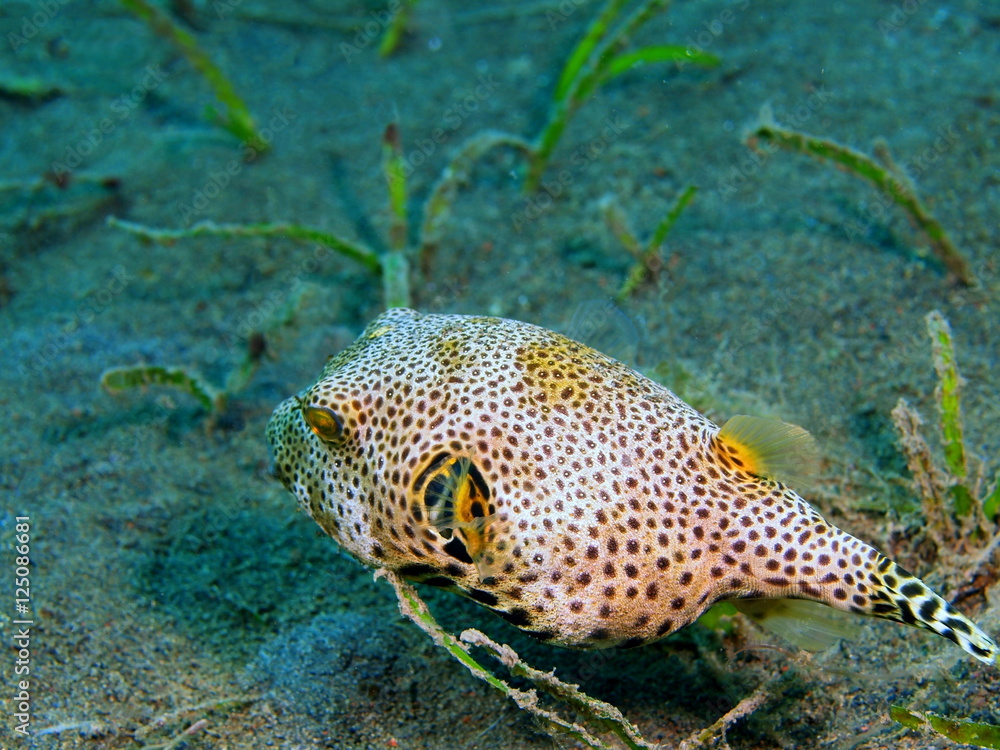 Boxfish