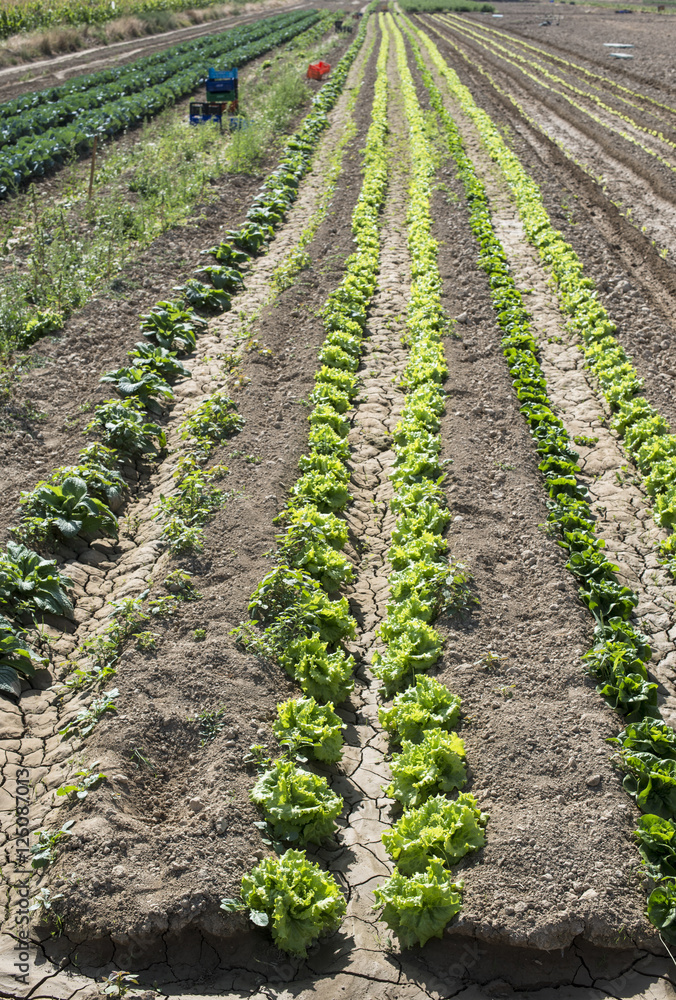 Lettuce field in rows