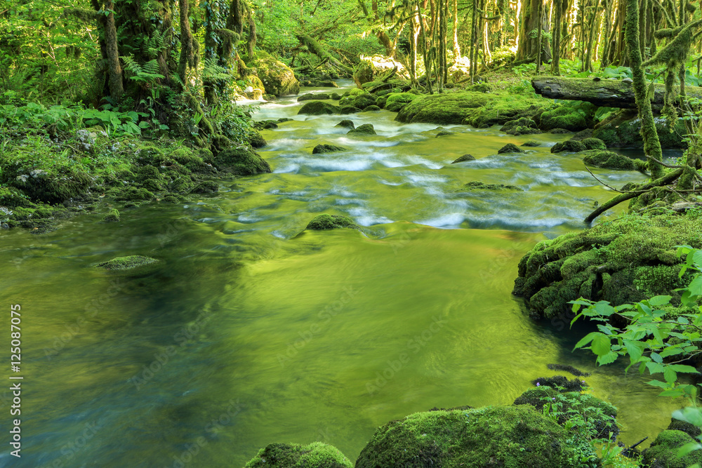 Mountain river flows through the boxwood forest, Abkhazia Mountain river flows through the boxwood forest, Abkhazia