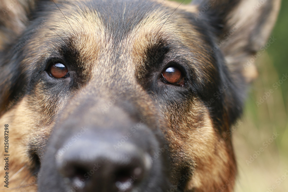 Brown attentive eyes of a dog Brown attentive eyes of a dog