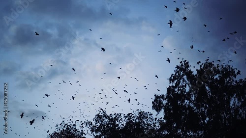 a flock of crows flying over the trees