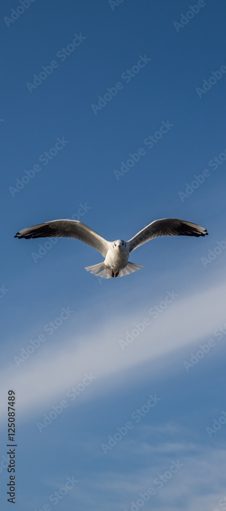 Obraz premium Panorama Möwe