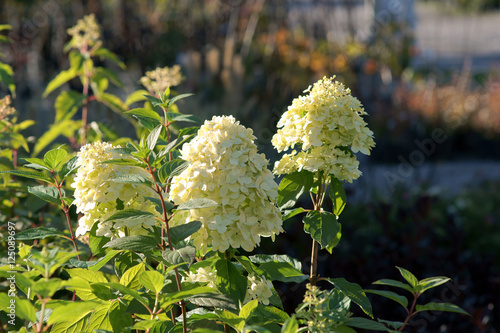 Quadro su tela Hydrangea paniculata Limelight