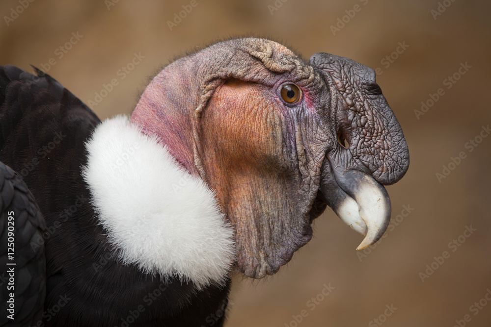 Fototapeta premium Kondor andyjski (Vultur gryphus).
