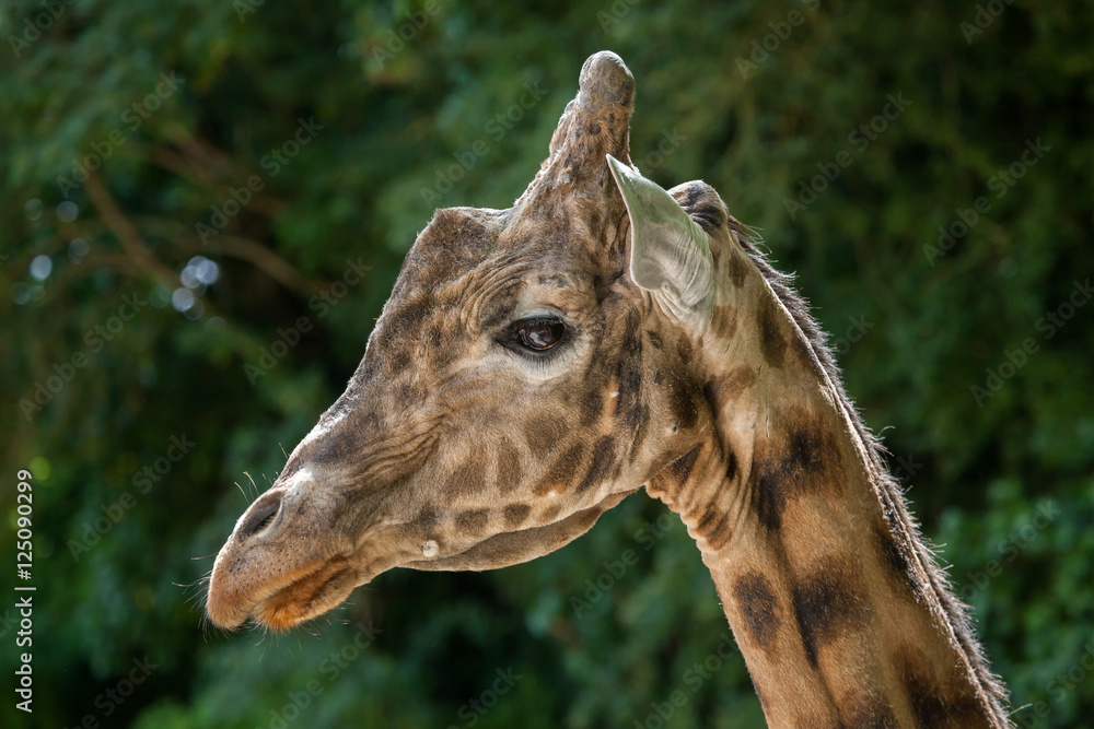Fototapeta premium Kordofan giraffe (Giraffa camelopardalis antiquorum)