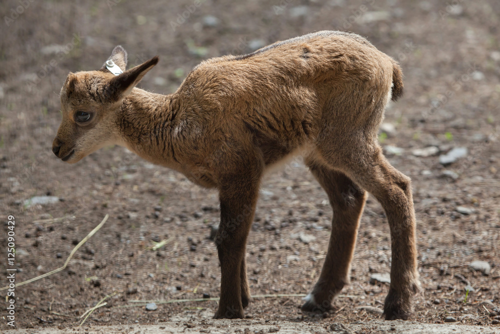 Alpine chamois (Rupicapra rupicapra rupicapra). Alpine chamois (Rupicapra rupicapra rupicapra).