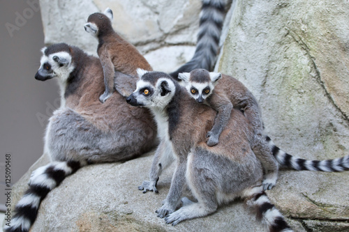 Ring-tailed lemur (Lemur catta).