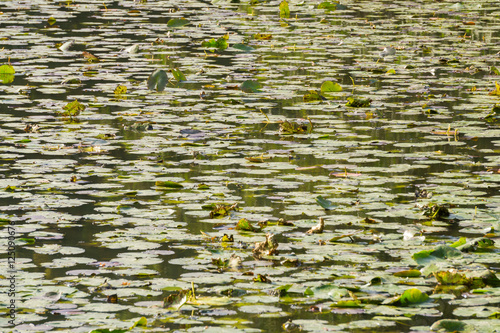 Ein Teppich aus vielen Seerosen auf einem Teich