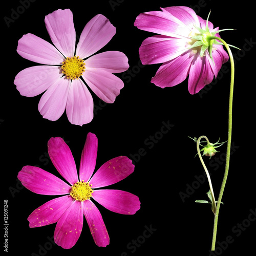 Pink and purple flower. Isolated 