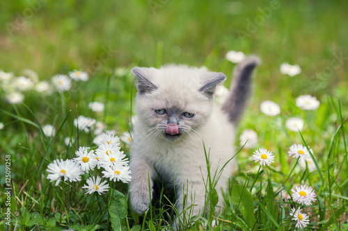 Cute little siamese kitten walking on the daisy flower lawn in summer