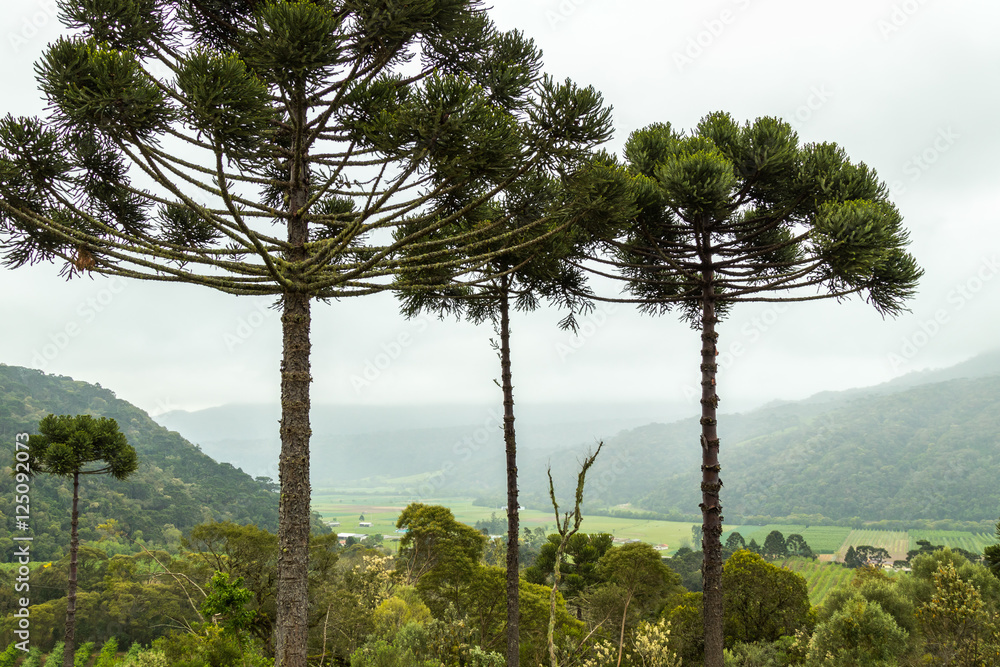 Obraz premium Coníferas e neblina.
