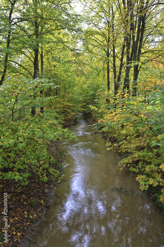 Bach im Herbstwald